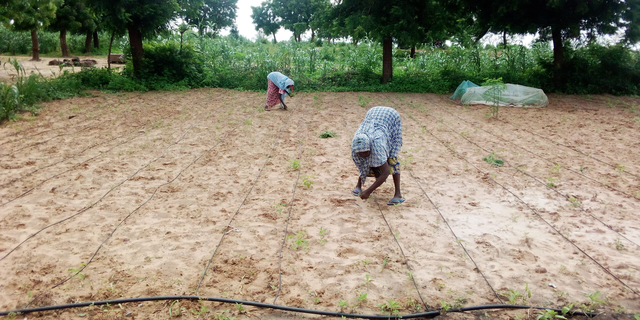 Women transplanting seeds on a drip irrigation site